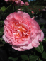 Preview: Edelrose Augusta Louise
